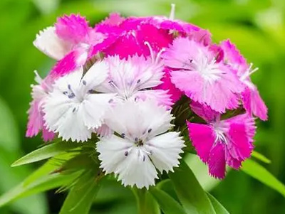 礼品包装产品成功的应用案例